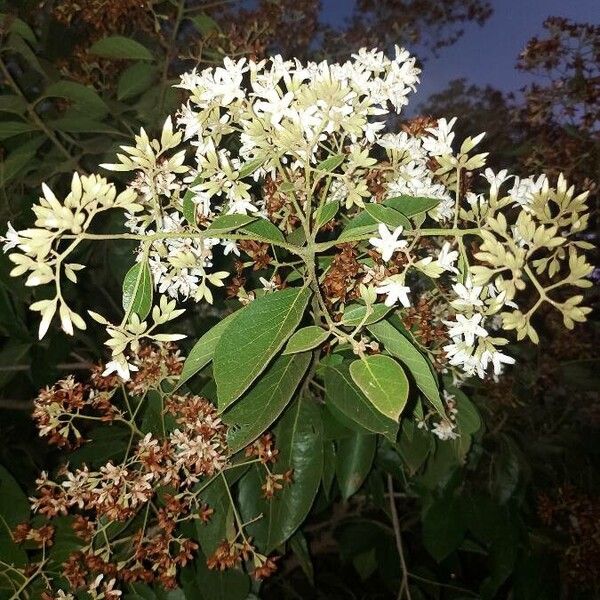 Cordia rusbyi (Cordia rusbyi)