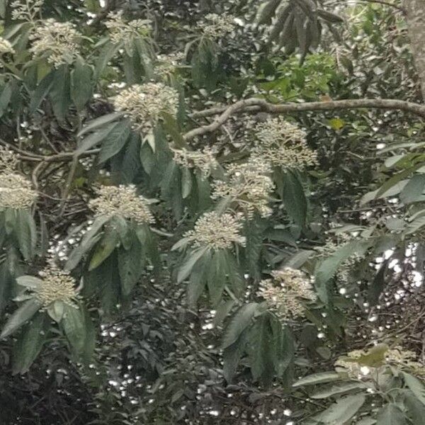 Cordia rusbyi (Cordia rusbyi)
