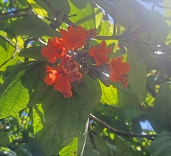 Largeleaf geigertree (Cordia sebestena)