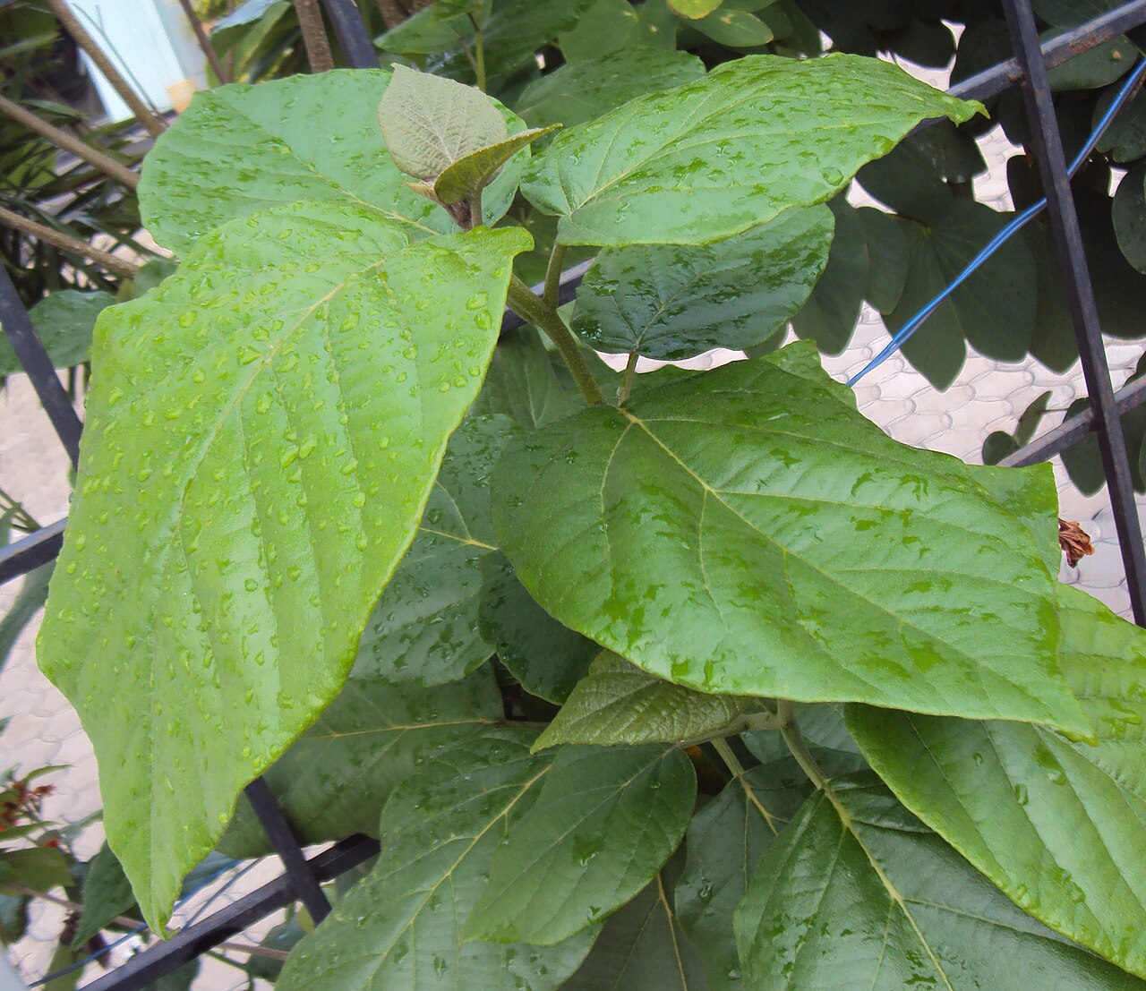 Largeleaf geigertree: Cordia sebestena