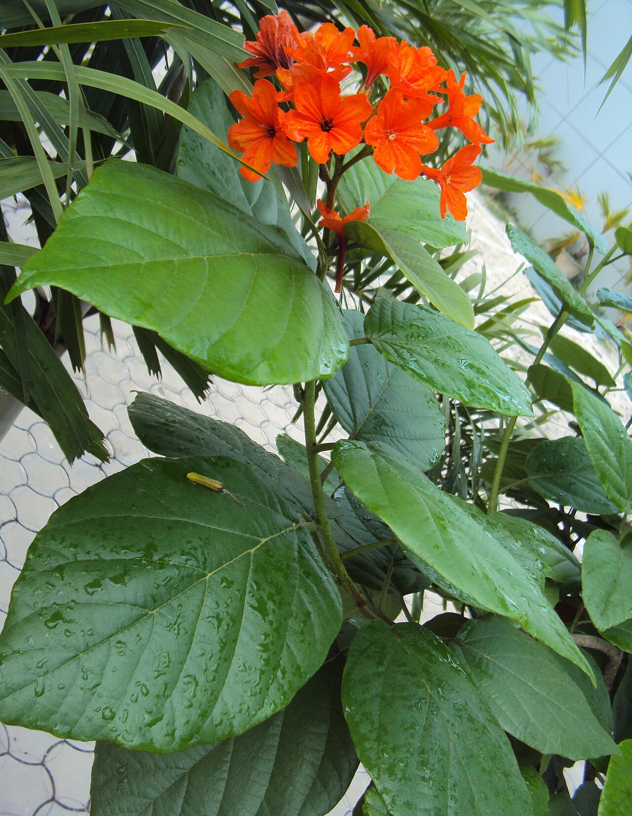 Largeleaf geigertree: Cordia sebestena