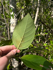 Largeleaf geigertree (Cordia sebestena)