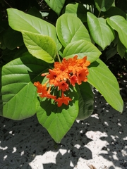 Largeleaf geigertree (Cordia sebestena)