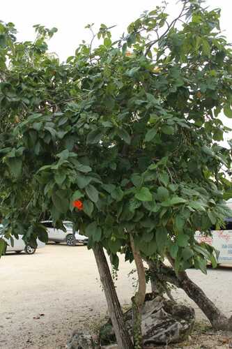 Largeleaf geigertree (Cordia sebestena)