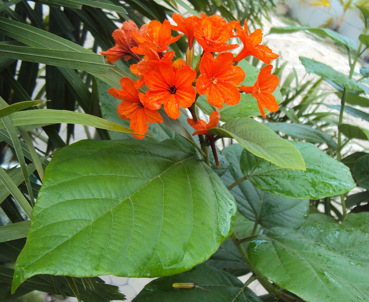Largeleaf geigertree: Cordia sebestena