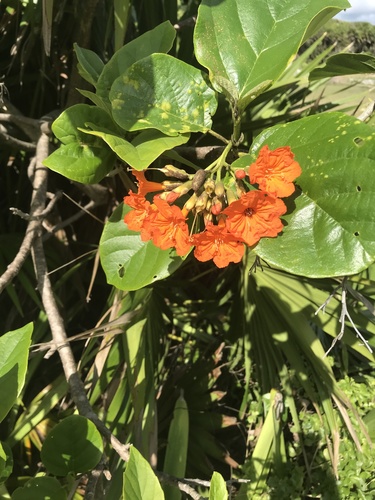 Largeleaf geigertree (Cordia sebestena)