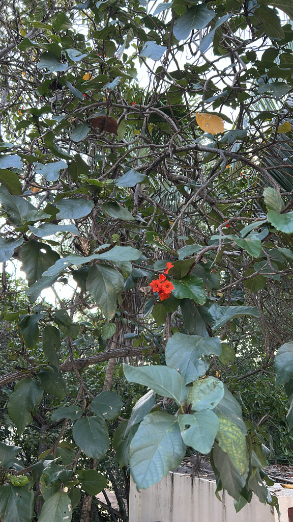 Largeleaf geigertree (Cordia sebestena)
