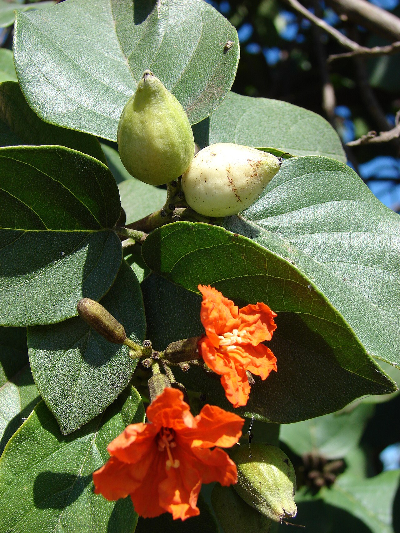 Largeleaf geigertree: Cordia sebestena (flower and fruit). Location: Maui, Spreckelsville