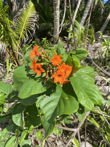 Largeleaf geigertree (Cordia sebestena)