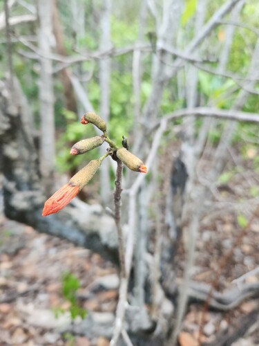 Largeleaf geigertree (Cordia sebestena)