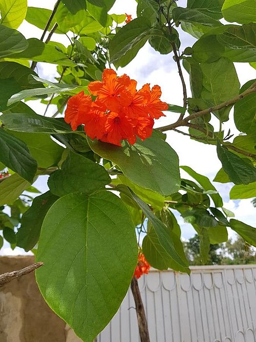 Cordia senegalensis: Cordia senegalensis