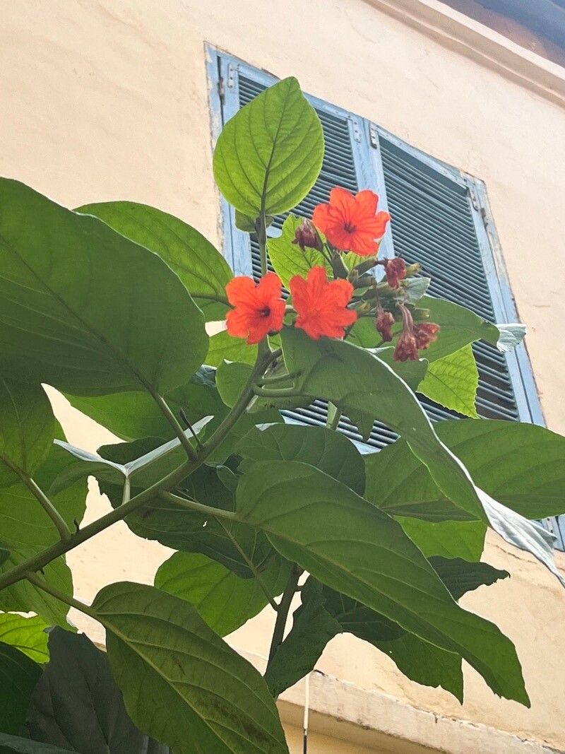 Cordia senegalensis: Cordia senegalensis