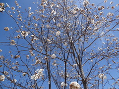 Cordia sonorae (Cordia sonorae)