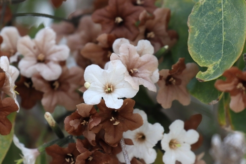 Cordia sonorae (Cordia sonorae)