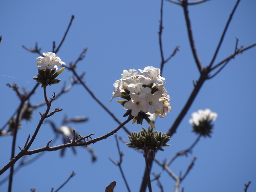 Cordia sonorae (Cordia sonorae)