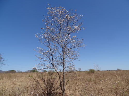 Cordia sonorae (Cordia sonorae)