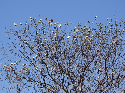 Cordia sonorae (Cordia sonorae)