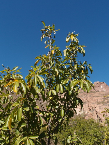 Cordia sonorae (Cordia sonorae)