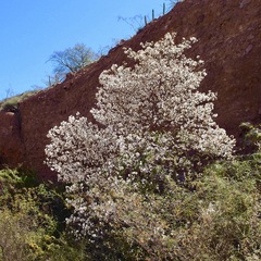 Cordia sonorae (Cordia sonorae)