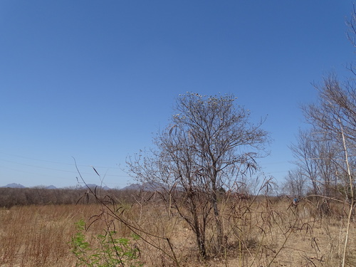 Cordia sonorae (Cordia sonorae)