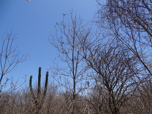 Cordia sonorae (Cordia sonorae)