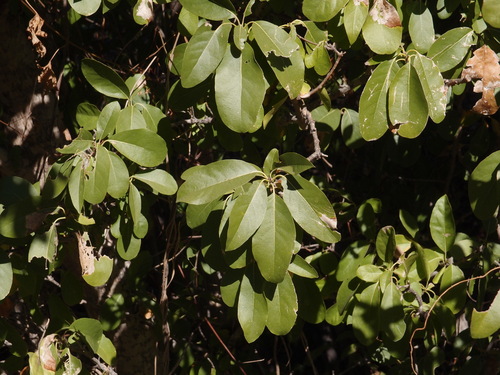 Cordia sonorae (Cordia sonorae)