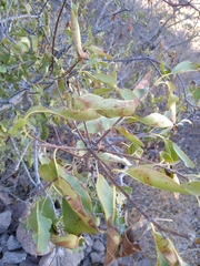Cordia sonorae (Cordia sonorae)