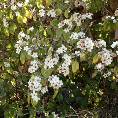 Cordia sonorae (Cordia sonorae)