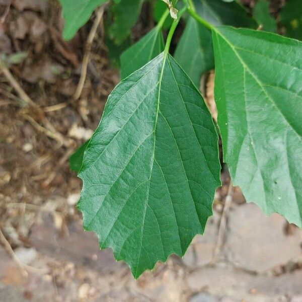 Cordia subdentata (Cordia subdentata)