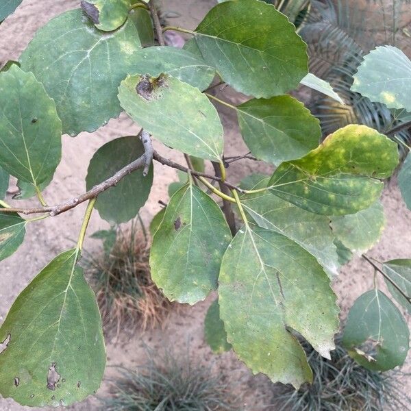 Cordia subdentata (Cordia subdentata)