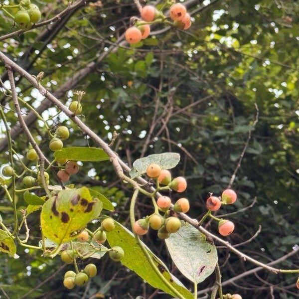 Cordia subdentata (Cordia subdentata)
