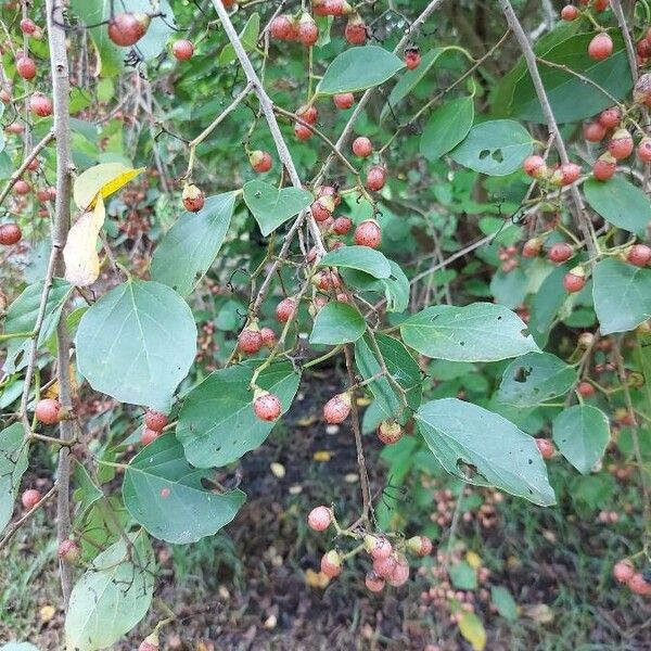 Cordia subdentata (Cordia subdentata)