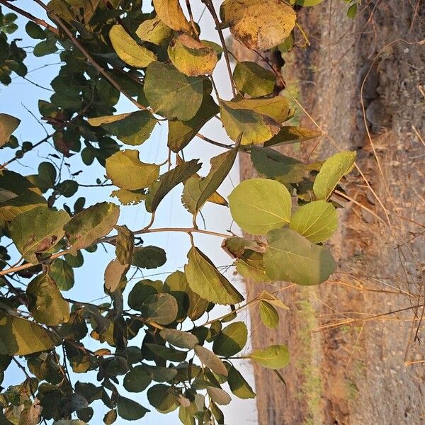 Cordia subdentata (Cordia subdentata)