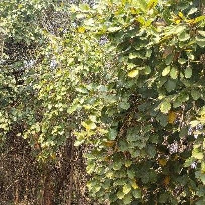 Cordia subdentata (Cordia subdentata)