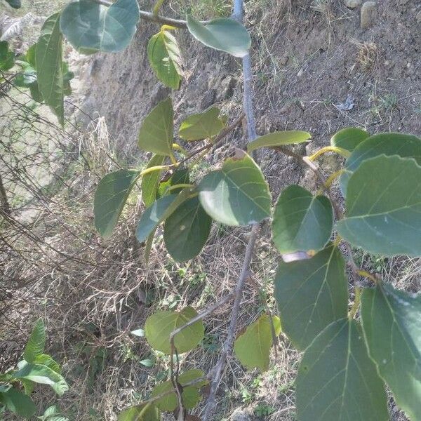 Cordia subdentata (Cordia subdentata)