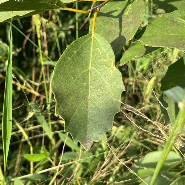 Cordia subdentata (Cordia subdentata)
