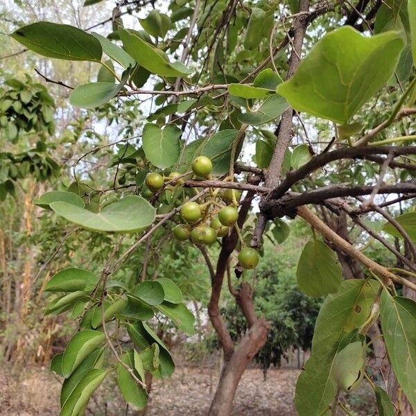 Cordia subdentata (Cordia subdentata)