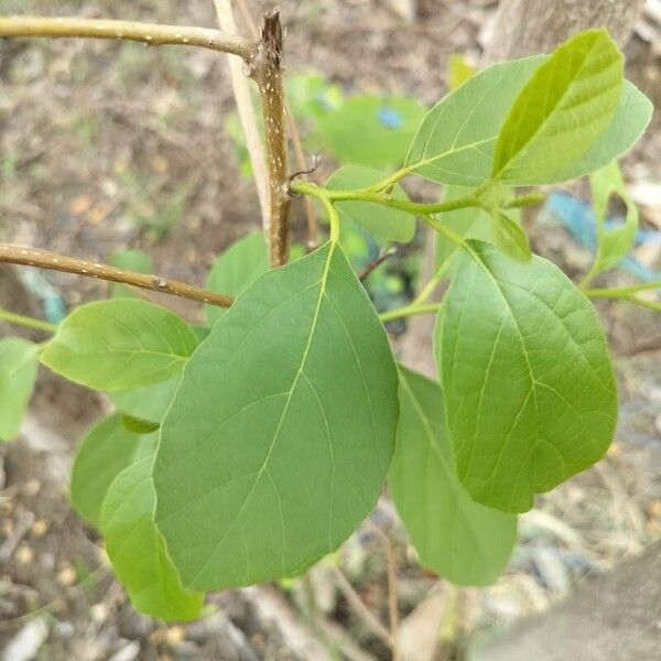 Cordia subdentata (Cordia subdentata)