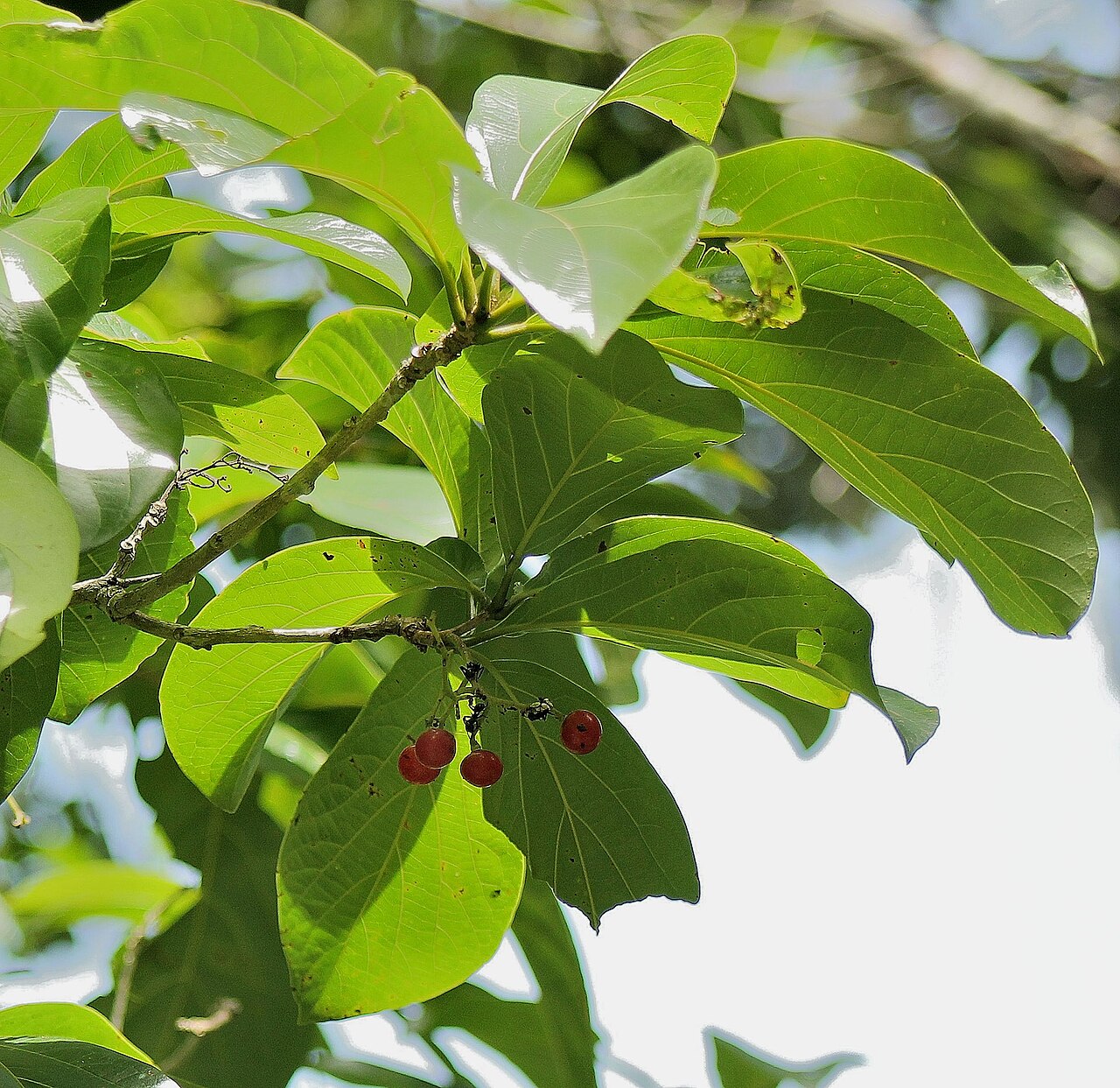 Mucilage manjack: Cordia sulcata Bois Lay Lay Gran Couva Trinidad 30may2013