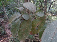 Mucilage manjack (Cordia sulcata)