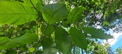 Mucilage manjack (Cordia sulcata)