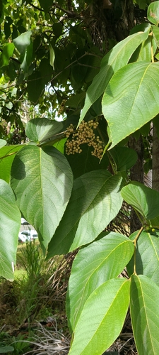 Mucilage manjack (Cordia sulcata)