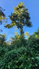 Mucilage manjack (Cordia sulcata)