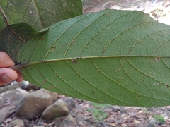 Mucilage manjack (Cordia sulcata)