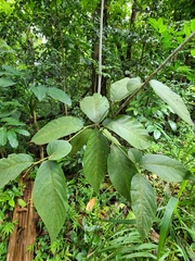 Mucilage manjack (Cordia sulcata)