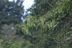 Mucilage manjack (Cordia sulcata)