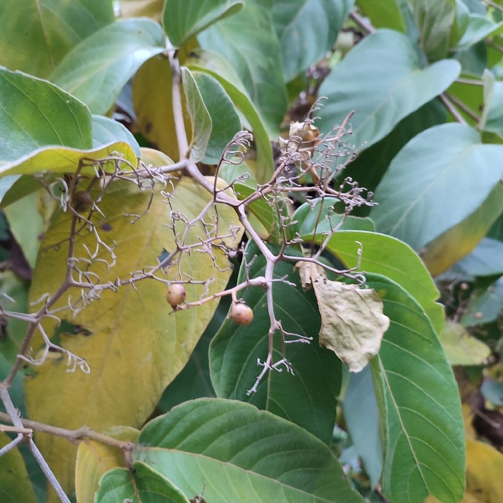 Mucilage manjack (Cordia sulcata)