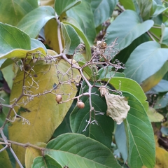 Mucilage manjack (Cordia sulcata)