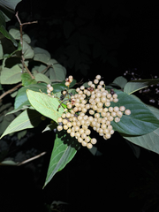 Mucilage manjack (Cordia sulcata)
