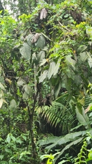 Mucilage manjack (Cordia sulcata)